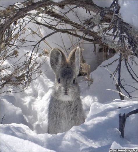 Untitled Gardeningacreativejourney Hare In The Snow Cute Animals