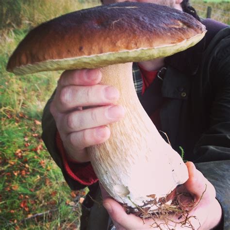 Giant Porcini Mushroom Mo Wilde
