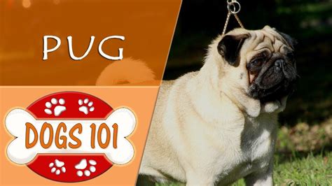 Dogs 101 Pug Top Dog Facts About The Pug Youtube