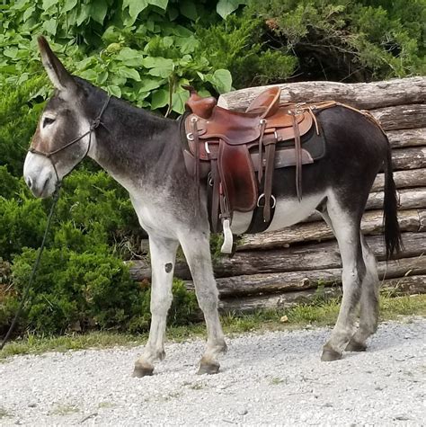 Buy Saddle Mules And Mammoth Riding Donkeys For Sale In Missouri