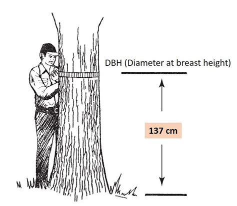 Rumus Diameter Pohon Berdiri Riset