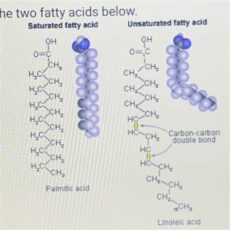 Look At The Two Fatty Acids Below Saturated Fatty Acid Unsaturated