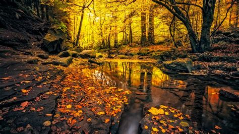 Beautiful Yellow Autumn Leafed Forest Foliage River With