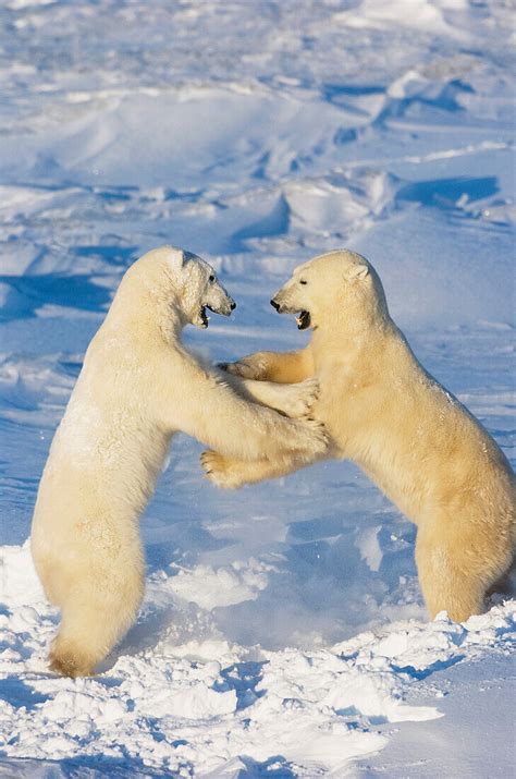 Polar Bears Wrestling And Play Fighting License Image 70421297