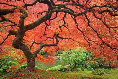 Image Result For Japanese Maple Tree Large Canvas Wall Art Japanese