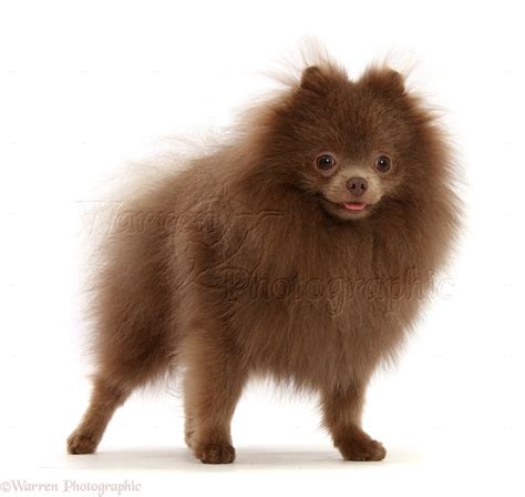 Dog Brown Pomeranian Standing Photo Wp47461