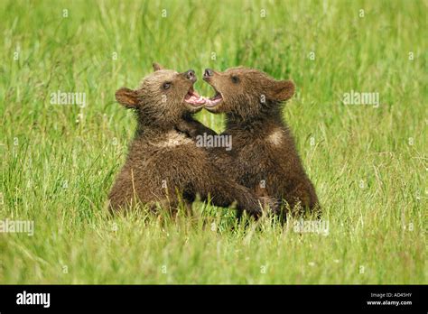 European Brown Bear Ursus Arctos Playing Cubs Stock Photo Alamy