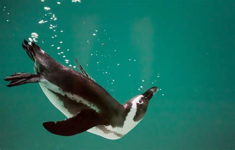 Confira Fatos Interessantes E Curiosidades Sobre A Vida Dos Pinguins Portal Dos Fatos