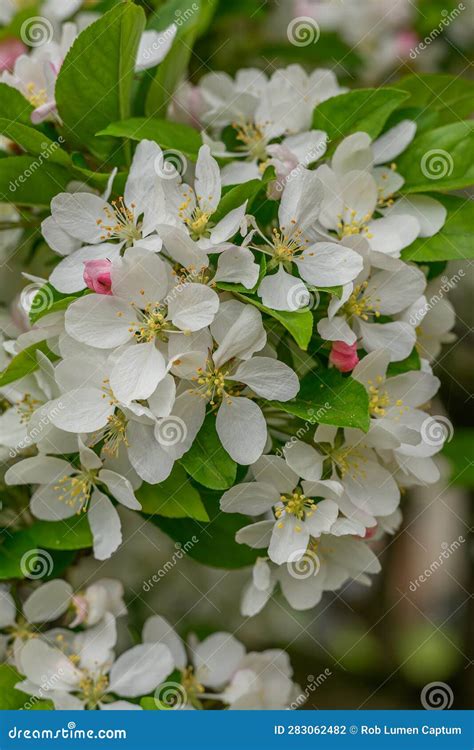 Crabapple Malus Spring Snow Fragrant Pure White Inflorescence Stock