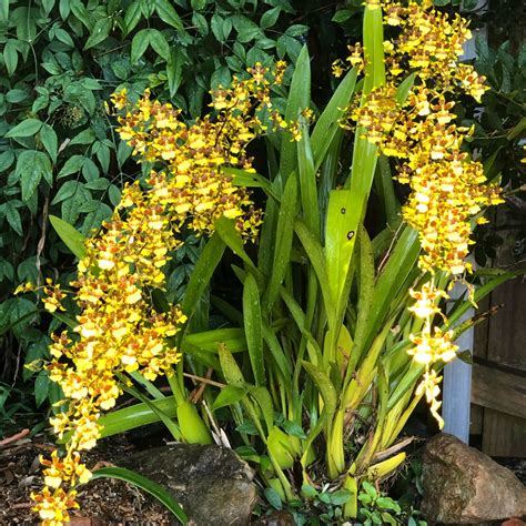 Oncidium Sphacelatum Dancing Lady Orchid In Gardentags Plant Encyclopedia