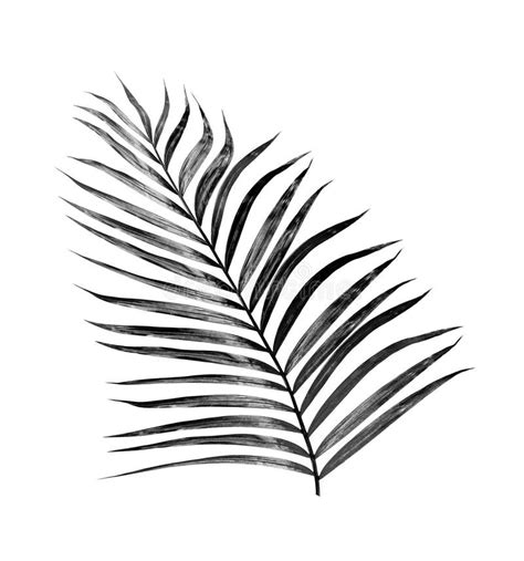 Black Leaves Of Palm Tree Stock Image Image Of Leafs 78990067