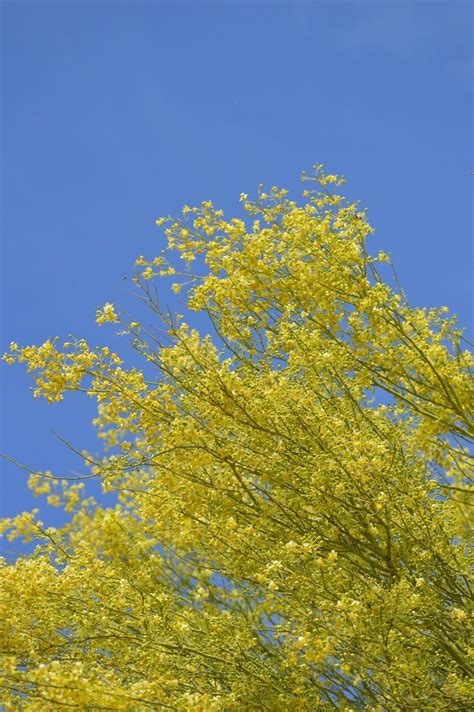 Annabanana Yellow Trees And Blue Skies Yellow Tree Blue Sky Tree