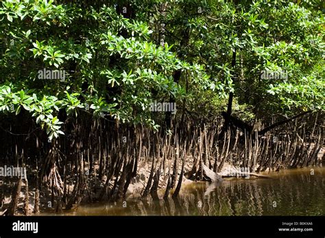 Mangrove Root Close Up Stock Photos And Mangrove Root Close Up Stock