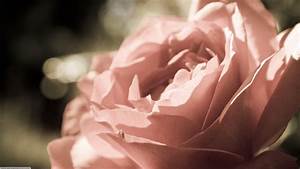 Nature, Rose, Flowers, Wallpapers, Hd, Desktop, And, Mobile