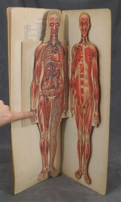 Philips Anatomical Model Of The Female Human Body Together With
