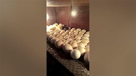 Homemade Incubator Hatching Result 100 Youtube