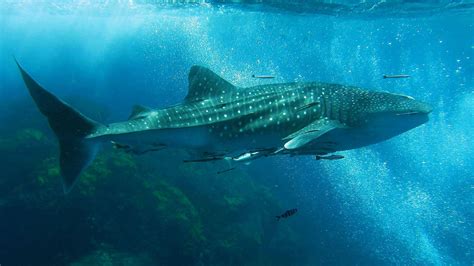 The Whale Shark In Thailand Whaleshark Diving In Thailand