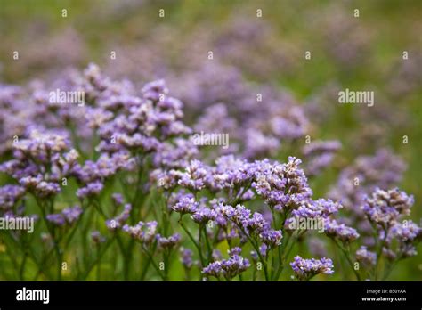 Common Sea Lavender Limonium Vulgare Stock Photo Alamy