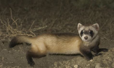 Black Footed Ferret Facts The Masked Bandits Of The Northern Great