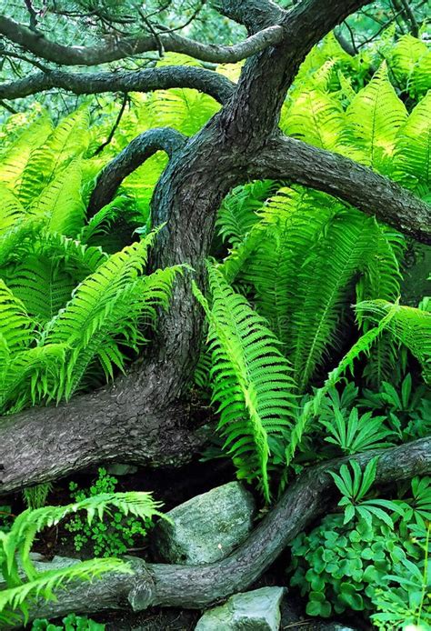 Ferns In Forest Stock Image Image Of Green Colorful 20396757
