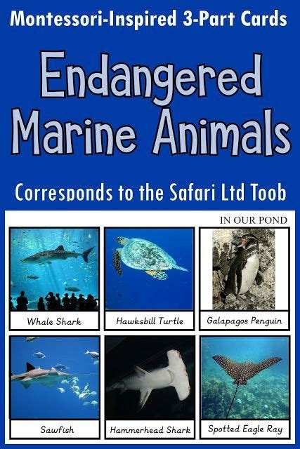 Endangered Marine Animals 3 Part Cards Marine Animals Animal