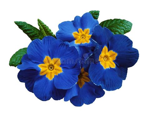 Violets Flowers Stock Image Image Of Nature Aroma Petal 89330713