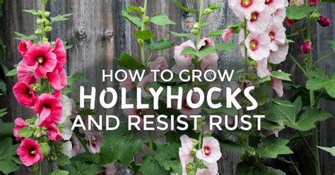 6 Tips For Growing Hollyhocks And Dealing With Rust