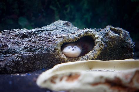 Axolotl axolotl leucistic specimen conservation status critically endangered scientific classification kingdom: Axolotl Colors - Basic & Special & Rare COLORS | PetShoper