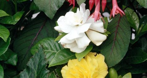 How To Plant Begonia Corms