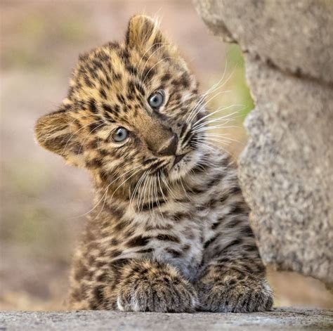 “did I Hear Someone Say Cute” Maryanne One Of Two Pretty Amur Leopard Cubs Born To Mom Satka