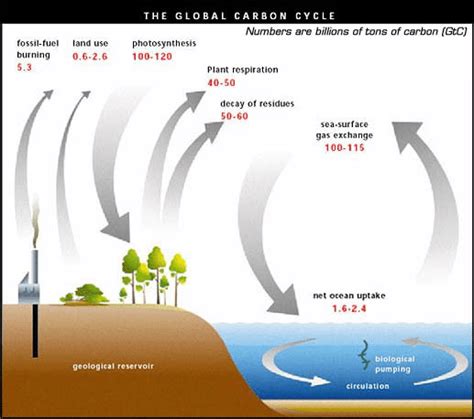 22 Ciclo Biogeoquímico Do Carbono Download Scientific Diagram