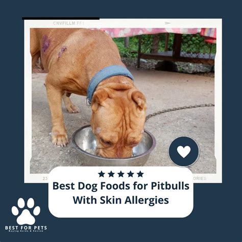 The 9 Best Dog Foods For Pitbulls With Skin Allergies Of 2022