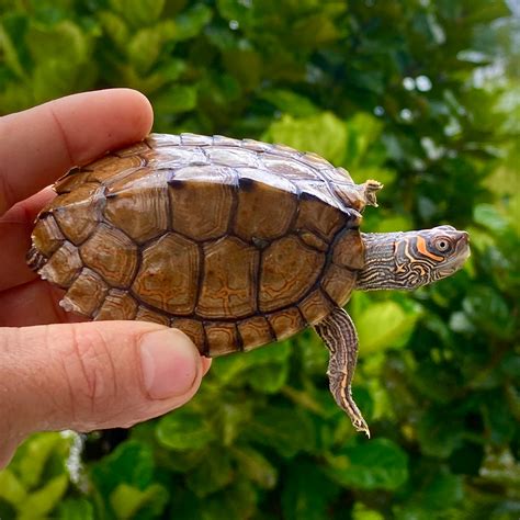 Turtles That Stay Small How About The Mississippi Map Turtle The Turtle Source