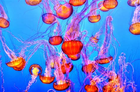 Free Images Water Ocean Flower Jellyfish Colorful