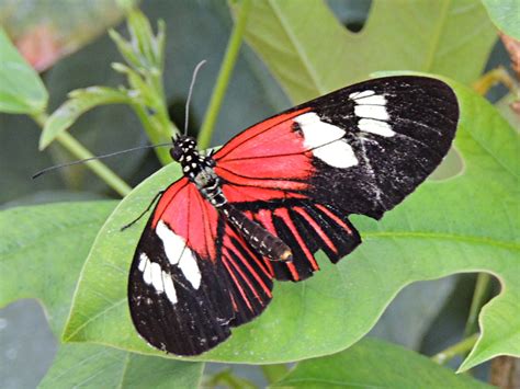 Butterfly Doris Longwing Information For Kids
