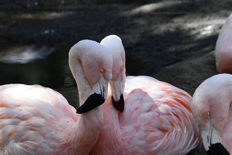 Two Flamingos Free Stock Photo Public Domain Pictures