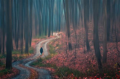 Walk Alone Walk Alone In The Woods Alone Photography Alone