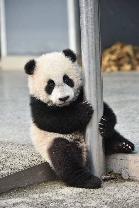 Cute Baby Panda Wallpapers Download Mobcup