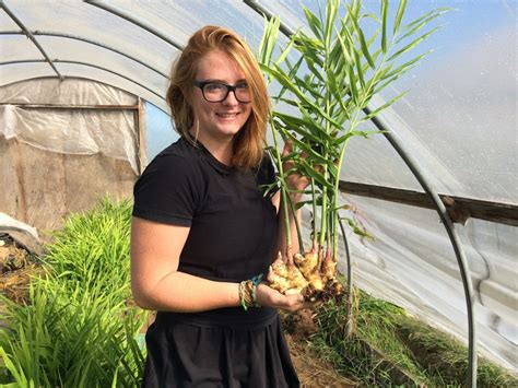 Ginger is featured in many recipes we share here on herbs & oils world, it's a fantastic flowering kenny over at veggiegardeningtips.com tells us how he gets on growing his baby ginger at home. Ginger harvest - Tipi Produce
