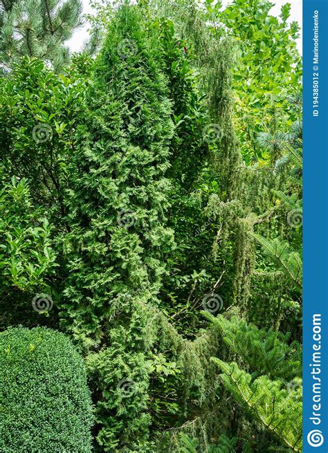 Landscaped Evergreen Garden With Thuja Occidentalis Columnanorthern Or