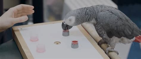 Harvard Researchers Test Intelligence Of African Grey Parrot Harvard