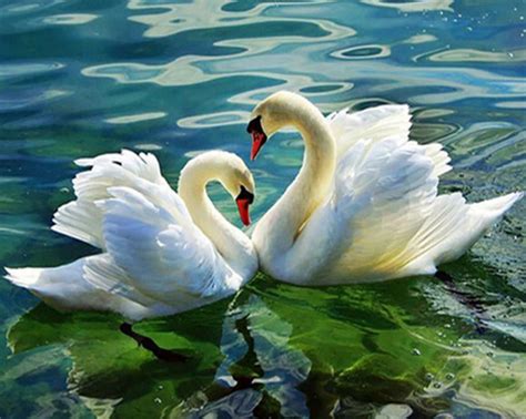 Swan Couple In The Lake All Diamond Painting