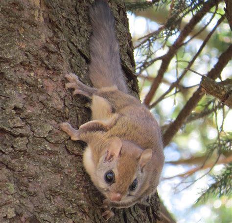 Its A Bird Its Plane Its A Carolina Northern Flying Squirrel On