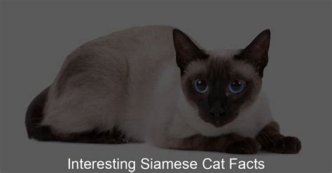 Interesting Siamese Cat Facts Siamese Fur