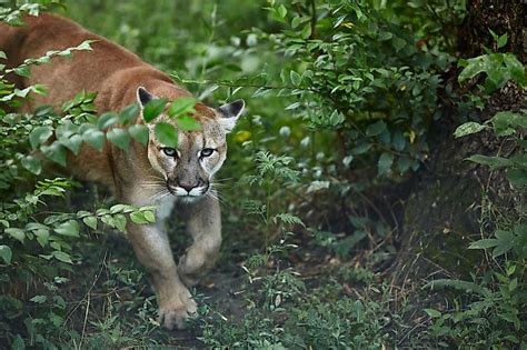 Interesting Facts About Mountain Lions Home Design Ideas