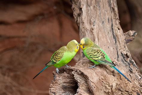 Where Do Budgies Come From Introduction To Budgies Budgies Guide