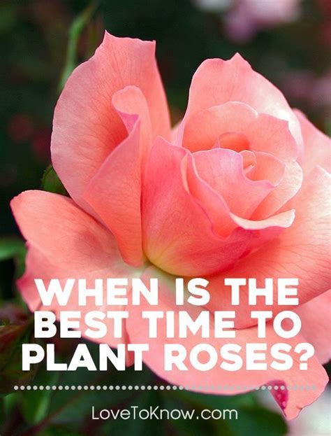 When Is The Best Time To Plant Roses Gardening Landscaping Indoor