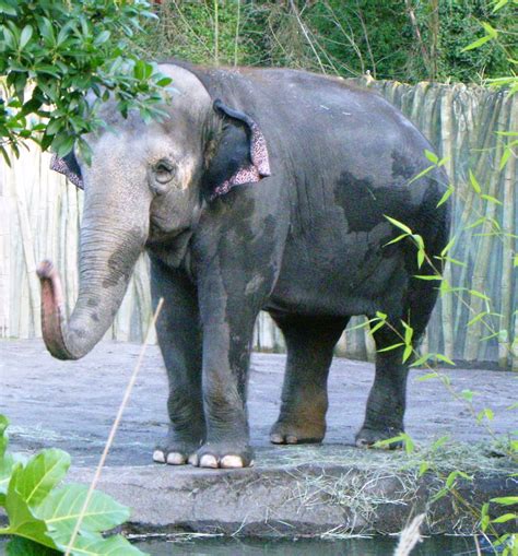 Zoo synonyms, zoo pronunciation, zoo translation, english dictionary definition of zoo. Packy (elephant) - Wikipedia