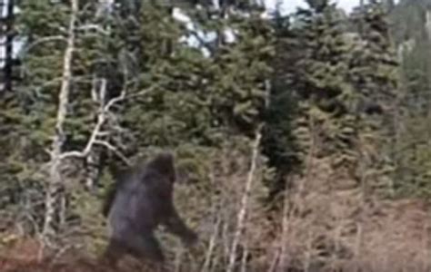 Woman Interviewed About Her Numerous Bigfoot Encounters In Texas