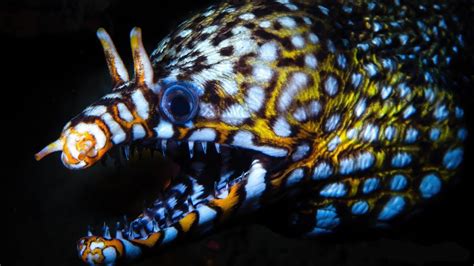 Facts The Dragon Moray Eel Youtube